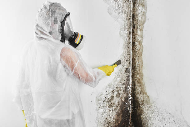 Best Certified Mold Removal  in Normandy Park, WA