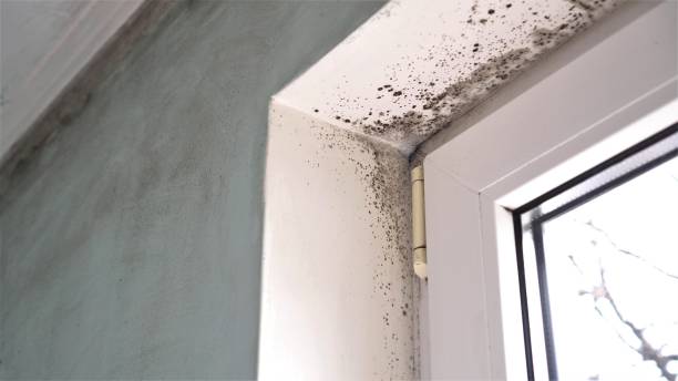 Certified Mold Removal in Normandy Park, WA