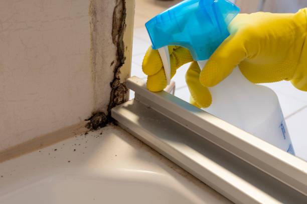 Best Mold Testing  in Normandy Park, WA