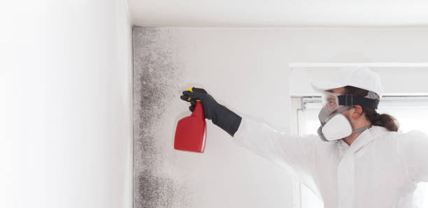 Best Black Mold Removal  in Normandy Park, WA