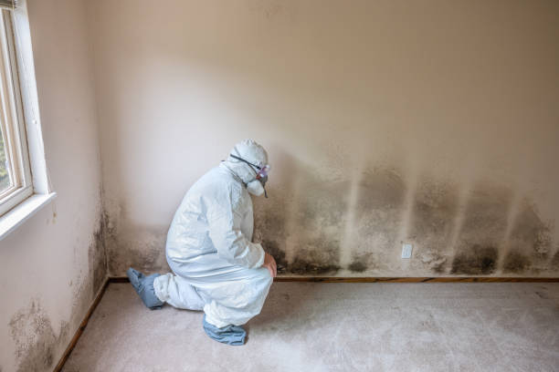 Best Mold Testing  in Normandy Park, WA