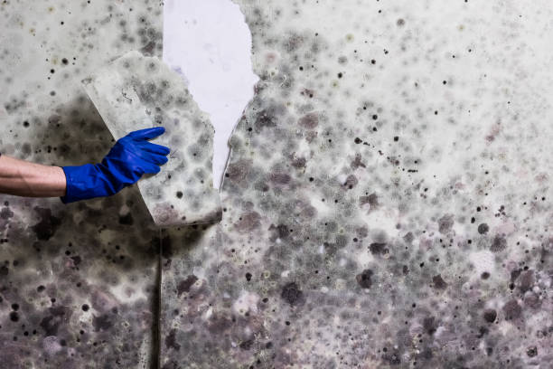 Best Mold Damage Repair  in Normandy Park, WA