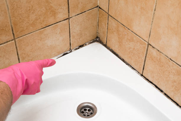 Best Attic Mold Removal  in Normandy Park, WA